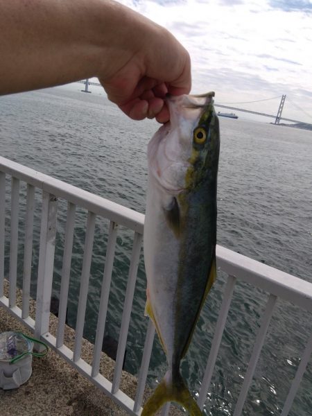 やったーカンパチ　　の子供ゲット